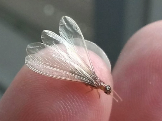 イエシロアリ　羽アリ